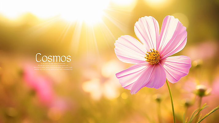 PSD 편집이미지 사람없음 햇빛 노을 가을 코스모스 카피스페이스 이미지편집 편집실사 자연요소 계절 꽃 태양 공백 CG 파일형식