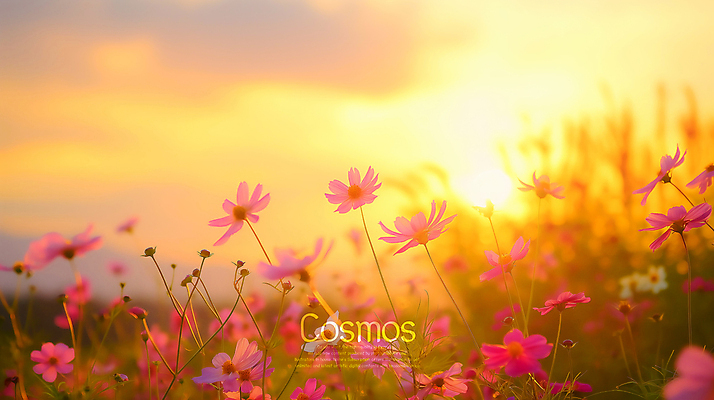 PSD 편집이미지 사람없음 햇빛 노을 주황색 가을 코스모스 카피스페이스 이미지편집 편집실사 자연요소 계절 꽃 컬러 태양 공백 CG 파일형식