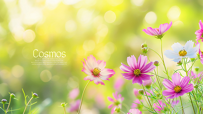PSD 편집이미지 사람없음 연두색 햇빛 가을 코스모스 보케 카피스페이스 이미지편집 편집실사 계절 꽃 초록색 태양 공백 CG 파일형식