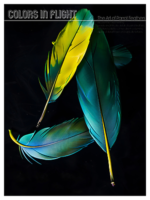 PSD 편집이미지 디자인 포스터 사람없음 파란색 노란색 검은색 화려 혼합 깃털 질감 이미지편집 컬러 컨셉 파일형식