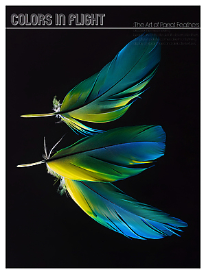 PSD 편집이미지 디자인 포스터 사람없음 파란색 노란색 검은색 화려 혼합 깃털 질감 이미지편집 컬러 컨셉 파일형식