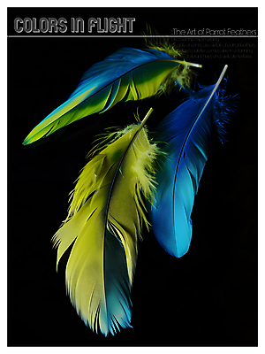 PSD 편집이미지 디자인 포스터 사람없음 파란색 노란색 검은색 화려 혼합 깃털 질감 이미지편집 컬러 컨셉 파일형식