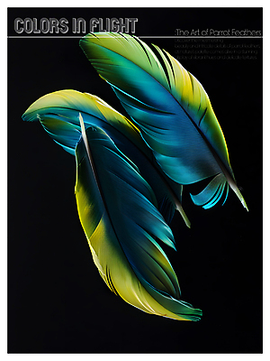 PSD 편집이미지 디자인 포스터 사람없음 파란색 노란색 검은색 화려 혼합 깃털 질감 이미지편집 컬러 컨셉 파일형식