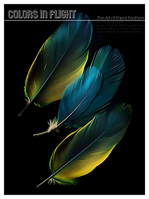 PSD 편집이미지 디자인 포스터 사람없음 파란색 노란색 검은색 화려 혼합 깃털 질감 이미지편집 컬러 컨셉 파일형식