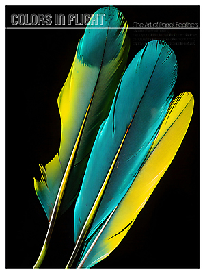 PSD 편집이미지 디자인 포스터 사람없음 파란색 노란색 검은색 화려 혼합 깃털 질감 이미지편집 컬러 컨셉 파일형식