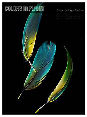 PSD 편집이미지 디자인 포스터 사람없음 파란색 노란색 검은색 화려 혼합 깃털 질감 이미지편집 컬러 컨셉 파일형식