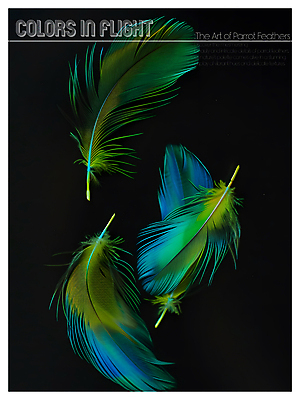 PSD 편집이미지 디자인 포스터 사람없음 파란색 노란색 검은색 화려 혼합 깃털 질감 이미지편집 컬러 컨셉 파일형식