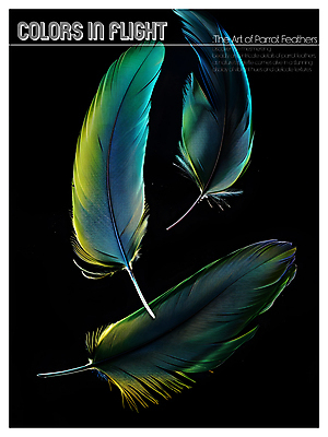 PSD 편집이미지 디자인 포스터 사람없음 파란색 노란색 검은색 화려 혼합 깃털 질감 이미지편집 컬러 컨셉 파일형식