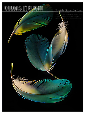 PSD 편집이미지 디자인 포스터 사람없음 파란색 노란색 검은색 화려 혼합 깃털 질감 이미지편집 컬러 컨셉 파일형식