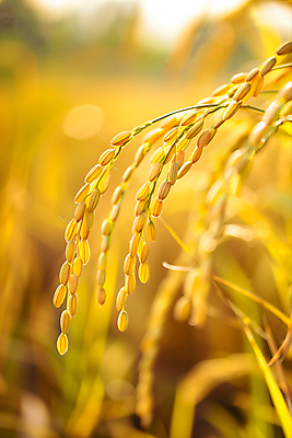 JPG 편집이미지 사람없음 햇빛 추수 벼 가을 편집실사 AI포토 AI콘텐츠 계절 농업 곡류 태양 CG 파일형식