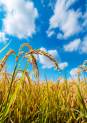 JPG 편집이미지 하늘 사람없음 햇빛 맑음 추수 벼 가을 편집실사 AI포토 AI콘텐츠 계절 농업 날씨 곡류 태양 CG 파일형식