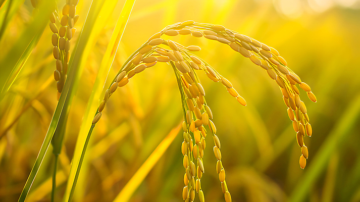 JPG 편집이미지 사람없음 햇빛 추수 벼 가을 편집실사 AI포토 AI콘텐츠 계절 농업 곡류 태양 CG 파일형식