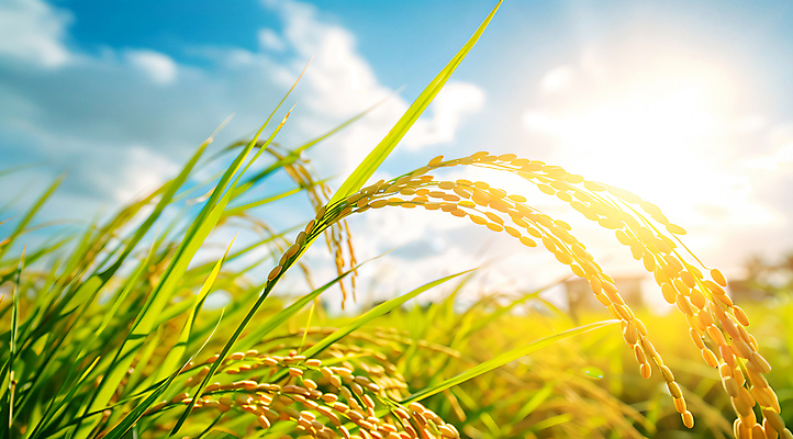 JPG 편집이미지 하늘 사람없음 햇빛 맑음 추수 벼 가을 편집실사 AI포토 AI콘텐츠 계절 농업 날씨 곡류 태양 CG 파일형식