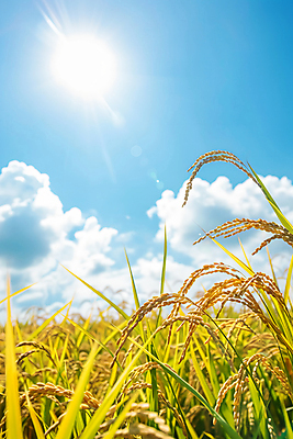 JPG 편집이미지 하늘 사람없음 햇빛 맑음 추수 벼 가을 편집실사 AI포토 AI콘텐츠 계절 농업 날씨 곡류 태양 CG 파일형식