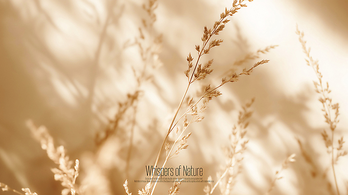 PSD 편집이미지 자연 그림자 사람없음 빛 풀잎 분위기 베이지색 카피스페이스 이미지편집 편집실사 컬러 컨셉 잎 공백 풀_식물 CG 생태계 파일형식