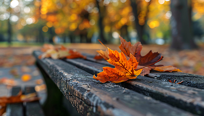 JPG 나무 편집이미지 단풍 낙엽 벤치 자연 사람없음 가을 숲 편집실사 AI포토 AI콘텐츠 식물 계절 잎 의자 CG 생태계 파일형식