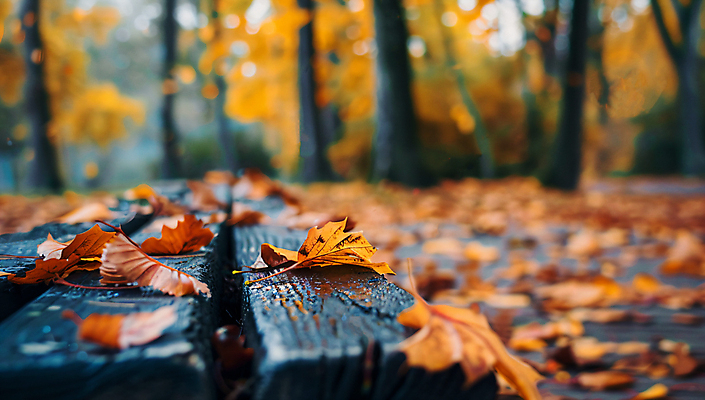 JPG 나무 편집이미지 단풍 낙엽 벤치 자연 사람없음 젖음 가을 숲 편집실사 AI포토 AI콘텐츠 식물 계절 잎 의자 CG 생태계 파일형식