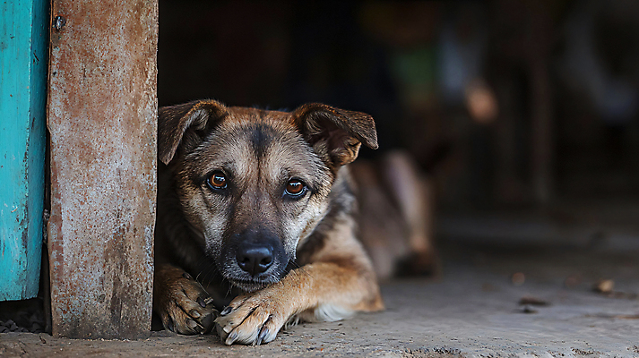 JPG 편집이미지 사람없음 강아지 디지털합성 시설 동물보호 유기견 입양 편집실사 AI포토 AI콘텐츠 반려동물 개 사회이슈 CG 파일형식 유기동물