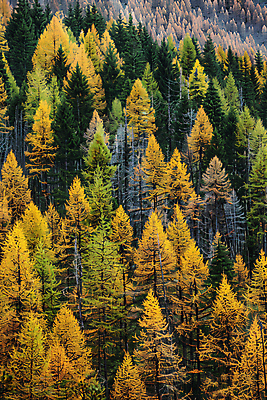JPG 나무 편집이미지 단풍 낙엽 단풍나무 사람없음 가을 숲 편집실사 AI포토 AI콘텐츠 식물 계절 잎 CG 파일형식