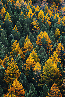 JPG 편집이미지 단풍 낙엽 단풍나무 사람없음 가을 숲 편집실사 AI포토 AI콘텐츠 나무 계절 잎 CG 파일형식