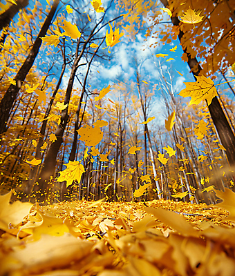 JPG 구름 편집이미지 단풍 낙엽 하늘 단풍나무 사람없음 가을 숲 편집실사 AI포토 AI콘텐츠 자연요소 나무 계절 잎 CG 파일형식