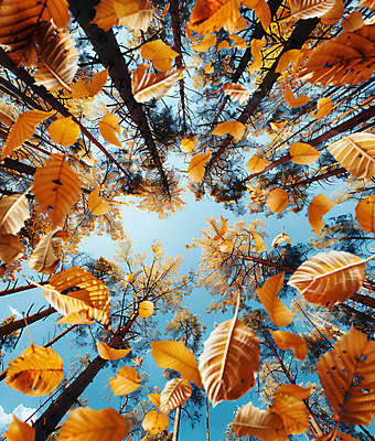 JPG 편집이미지 단풍 낙엽 하늘 단풍나무 사람없음 가을 숲 편집실사 AI포토 AI콘텐츠 나무 계절 잎 CG 파일형식