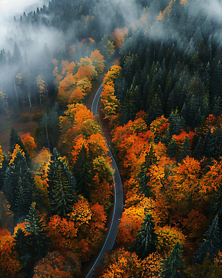 JPG 편집이미지 도로 단풍 낙엽 단풍나무 사람없음 안개 가을 숲 편집실사 AI포토 AI콘텐츠 나무 계절 길 잎 교통시설 날씨 CG 파일형식