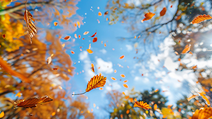 JPG 편집이미지 낙엽 자연 하늘 풍경 사람없음 햇빛 맑음 가을 숲 흩날리기 편집실사 AI포토 AI콘텐츠 계절 잎 모션 날씨 태양 CG 생태계 파일형식