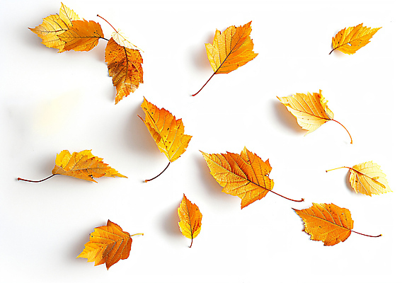 JPG 편집이미지 낙엽 자연 그림자 사람없음 주황색 가을 흰배경 편집실사 AI포토 AI콘텐츠 계절 컬러 백그라운드 잎 흰색 CG 생태계 파일형식