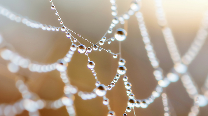 JPG 편집이미지 사람없음 갈색 물방울 거미줄 보케 편집실사 AI포토 AI콘텐츠 컬러 CG 파일형식