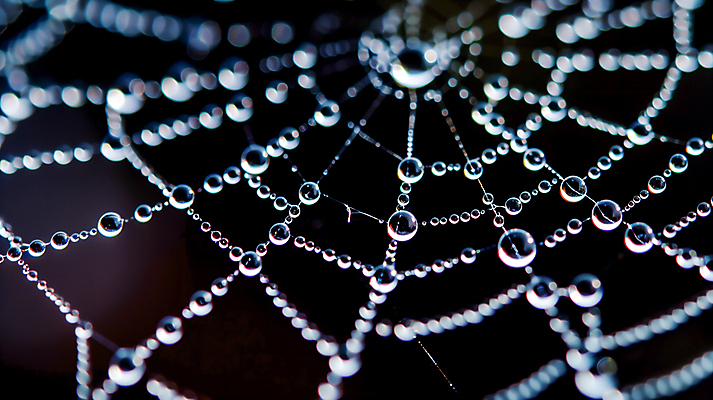 JPG 편집이미지 사람없음 검은색 물방울 거미줄 보케 편집실사 AI포토 AI콘텐츠 컬러 CG 파일형식