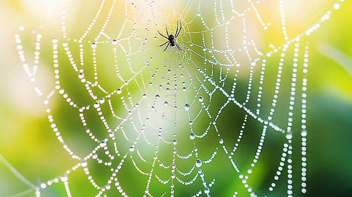 JPG 편집이미지 잎 사람없음 초록색 물방울 거미줄 보케 거미 편집실사 AI포토 AI콘텐츠 식물 컬러 곤충 CG 파일형식