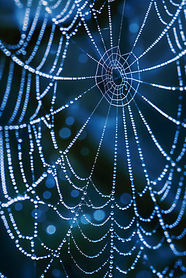 JPG 편집이미지 사람없음 물방울 남색 거미줄 보케 편집실사 AI포토 AI콘텐츠 컬러 CG 파일형식