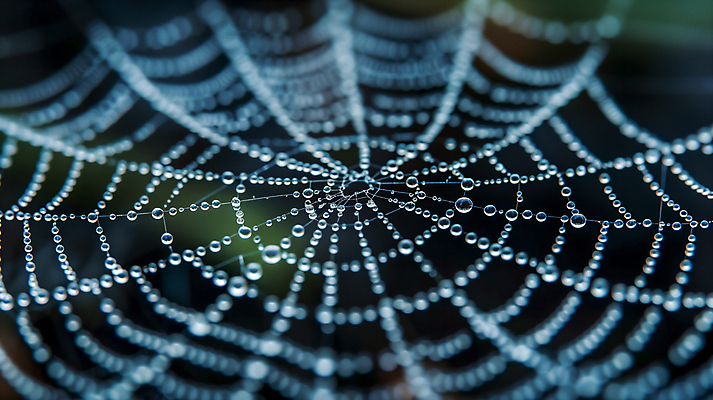 JPG 편집이미지 사람없음 초록색 물방울 거미줄 보케 편집실사 AI포토 AI콘텐츠 컬러 CG 파일형식