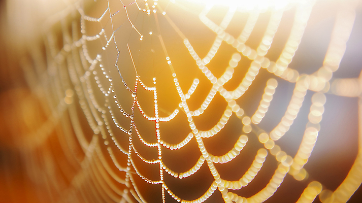 JPG 편집이미지 사람없음 햇빛 주황색 물방울 거미줄 보케 편집실사 AI포토 AI콘텐츠 컬러 태양 CG 파일형식