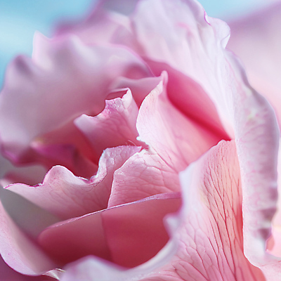 JPG 편집이미지 꽃잎 꽃 분홍색 사람없음 편집실사 AI포토 AI콘텐츠 식물 컬러 CG 파일형식