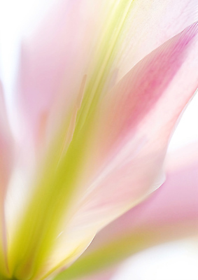 JPG 편집이미지 꽃잎 꽃 분홍색 사람없음 편집실사 AI포토 AI콘텐츠 식물 컬러 CG 파일형식