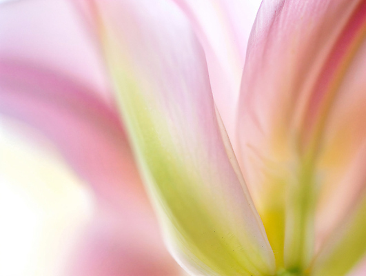 JPG 편집이미지 꽃잎 꽃 분홍색 사람없음 편집실사 AI포토 AI콘텐츠 식물 컬러 CG 파일형식