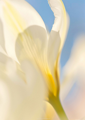 JPG 편집이미지 꽃잎 꽃 하늘색 그림자 사람없음 흰색 편집실사 AI포토 AI콘텐츠 식물 컬러 파란색 CG 파일형식