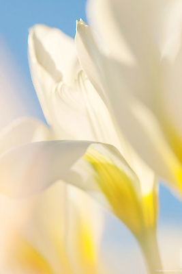 JPG 편집이미지 꽃잎 꽃 하늘색 그림자 사람없음 흰색 편집실사 AI포토 AI콘텐츠 식물 컬러 파란색 CG 파일형식