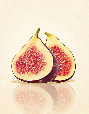 PSD 과일 일러스트 단면 사람없음 반사 빈티지 슬라이스 감성 무화과 무화과열매 국내일러스트 열매 컨셉 파일형식