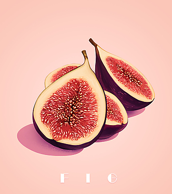 PSD 과일 일러스트 단면 사람없음 보라색 빈티지 슬라이스 감성 무화과 무화과열매 국내일러스트 열매 컬러 컨셉 파일형식