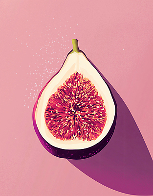 PSD 과일 일러스트 단면 사람없음 보라색 빈티지 슬라이스 감성 무화과 무화과열매 국내일러스트 열매 컬러 컨셉 파일형식