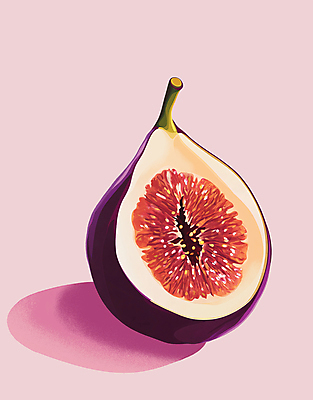 PSD 과일 일러스트 단면 사람없음 보라색 빈티지 슬라이스 감성 무화과 무화과열매 국내일러스트 열매 컬러 컨셉 파일형식