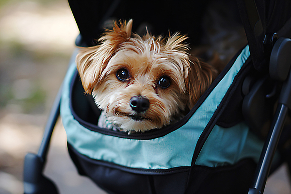 JPG 편집이미지 반려견 사람없음 야외 산책 강아지 디지털합성 유모차 개모차 편집실사 AI포토 AI콘텐츠 휴식 반려동물 아기용품 개 CG 애견용품 파일형식