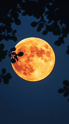 JPG 나무 편집이미지 낙엽 자연 밤하늘 풍경 사람없음 파란색 우주 고요 보름달 가을 야간 편집실사 자연요소 식물 계절 컬러 잎 하늘 달 CG 생태계 파일형식