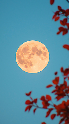 JPG 나무 편집이미지 낙엽 자연 밤하늘 풍경 사람없음 파란색 우주 고요 보름달 가을 야간 편집실사 자연요소 식물 계절 컬러 잎 하늘 달 CG 생태계 파일형식