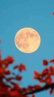 JPG 나무 편집이미지 낙엽 자연 밤하늘 풍경 사람없음 파란색 우주 고요 보름달 가을 야간 편집실사 자연요소 식물 계절 컬러 잎 하늘 달 CG 생태계 파일형식