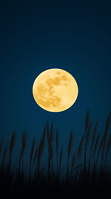 JPG 나무 편집이미지 낙엽 자연 밤하늘 풍경 사람없음 파란색 우주 고요 보름달 가을 야간 편집실사 자연요소 식물 계절 컬러 잎 하늘 달 CG 생태계 파일형식