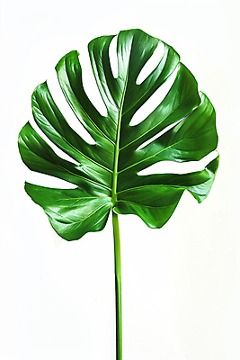 JPG 편집이미지 취미 사람없음 초록색 풀잎 열대식물 몬스테라 편집실사 AI포토 AI콘텐츠 식물 컬러 잎 풀_식물 CG 파일형식